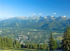 Zakopane, góry, Drzewa