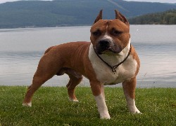 Staffordshire Terrier