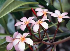 Kwiat, Plumeria