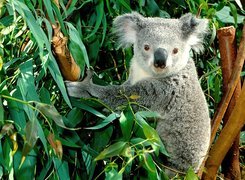 Miś koala