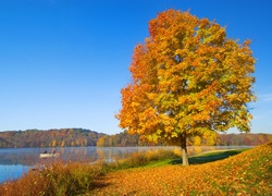 Jesień, Drzewo, Jezioro, Liście