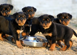 Rottweiler, Szczeniaki