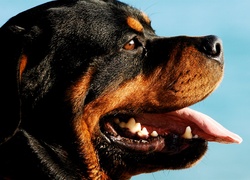 Morda, Rottweiler