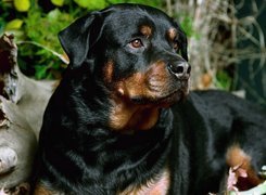 Czarny, Rottweiler