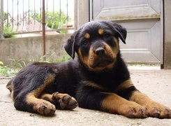 Słodki, szczeniak, Rottweiler