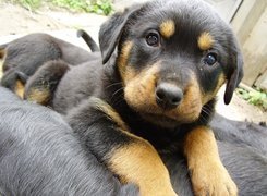 Rottweiler, Szczeniak