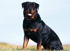 Dorosły, Rottweiler