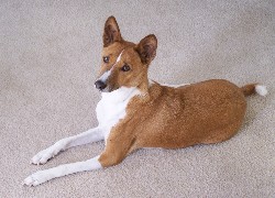 Basenji