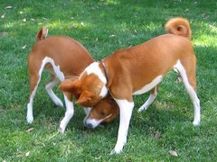 dwa, Basenji, trawa