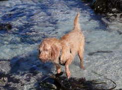 Basset Fauve de Bretagne