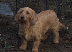 Basset Fauve de Bretagne