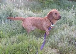 Basset Fauve de Bretagne, smycz