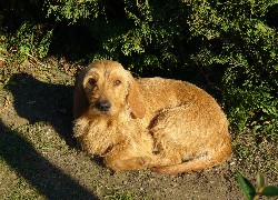 skulony, Basset Fauve de Bretagne