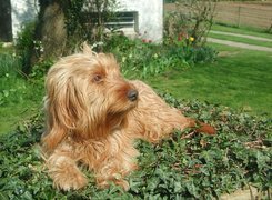 Basset Fauve de Bretagne, trawa