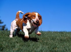 Basset Hound, nibieskie, niebo