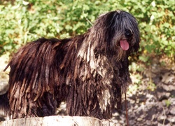 język, Bergamasco