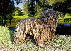 Bergamasco, park