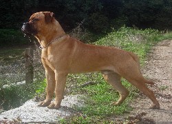 Bullmastiff, płot