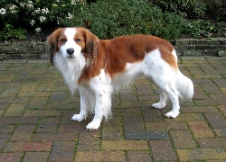 biało-rudy, Płochacz holenderski, Kooikerhondje