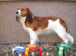 Płochacz holenderski, Kooikerhondje, puchary