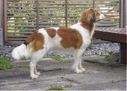 Płochacz holenderski, Kooikerhondje