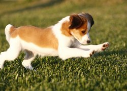 słodki, Płochacz holenderski, Kooikerhondje, zielona, trawa