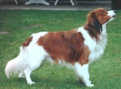 dorosły, Płochacz holenderski, Kooikerhondje, trawa