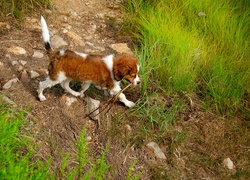 mokry, szczeniak, Płochacz holenderski, Kooikerhondje