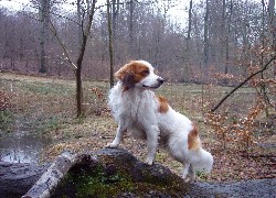 Płochacz holenderski, Kooikerhondje, las, woda