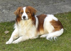 piękny, leżący, Płochacz holenderski, Kooikerhondje