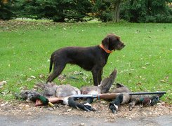 Pudel Pointer, strzelba, zabite, kaczki