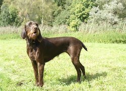 Pudel Pointer, trawa