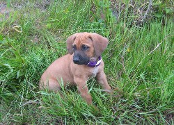 słodki, szceniak, Rhodesian ridgeback, trawa