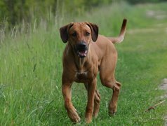 Rhodesian ridgeback, zielona, trawa