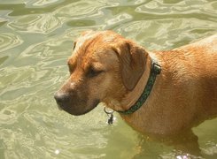 mokry, Rhodesian ridgeback, woda