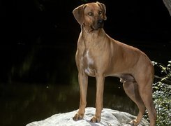 piękny, Rhodesian ridgeback