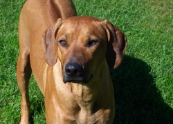 Rhodesian ridgeback