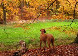 Rhodesian ridgeback, złota, jesień