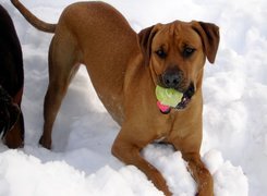 Rhodesian ridgeback, śnieg, piłka