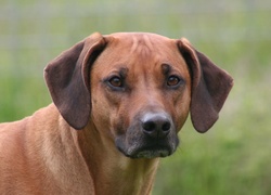 głowa, Rhodesian ridgeback