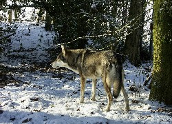 Saarlooswolfhond, las, śnieg