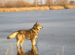 Saarlooswolfhond, woda