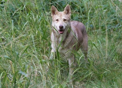 Saarlooswolfhond, wysoka, zielona, trawa