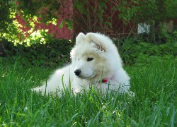 słodki, szczeniak, Samojed