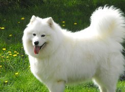 piękny, duży, Samojed