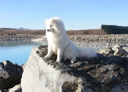 Samojed, widok