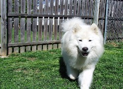 Samojed, drewniany, płot