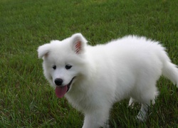 Samojed, trawa