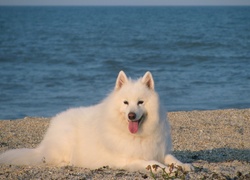 Samojed, język, niebieska, woda