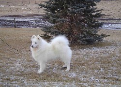 Samojed, choinka